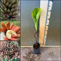 ราคา หน่อกล้วยนากยักษ์ รสชาติ หอมหวานอร่อย เป็นตระกูลกล้วยหอม เป็นกล้วยโบราณ หายาก ปลูกได้ทุกสภาพพื้นที่ (40413896505)