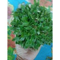 ราคา หญ้าไทเป ชุด 6 ตรม. ( 3 กิโลกรัม ) (22962659684)