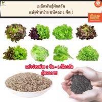 ราคา เมล็ดพันธุ์ผักสลัด แบ่งจำหน่าย 1 ขีด -1กิโลกรัม(KG) เมล็ดพันธุ์เชียงใหม่ ราคาถูกคุ้มค่า/ เมล็ดพันธุ์พืช เมล็ดผักสลัด (13959190442)