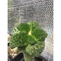 ราคา แคคตัส อริโอคาปัส ก็อตซิลลา (ariocarpus godzilla) ไม้กราฟ (7780175471)
