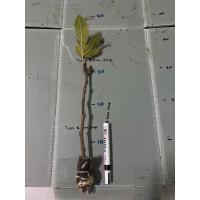 ราคา กิ่งตอนมะเดื่อฝรั่ง Fig พันธุ์ Cavalier (42254026963)