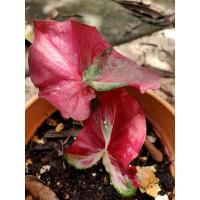 ราคา ชายชล #ชายชล #บอนสี #บอนด่าง #ไม้ประดับ (11044606883)