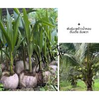 ราคา พันธุ์มะพร้าวน้ำหอมต้นเตี้ย อัมพวา(1 ชุด 5ต้น) (41572559286)