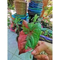 ราคา นางไหมแต้มสีแดงสดต้น2ใบ (11250527532)