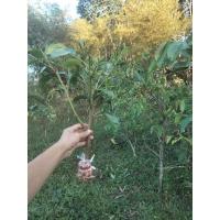 ราคา กิ่งตอนต้นมันปู่ 1ชุด5กิ่ง กิ่งมันปู #กิ่งตอนต้นมันปู #พันธุ์ต้นมันปู #ผักเศรษฐกิจ #ยอดมันปู #ต้นมันปู (10688297648)