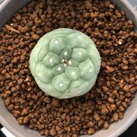ราคา กระบองเพชร Lophophora fricii ลูก “Yatagai” (6833168014)