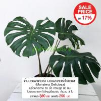 ราคา ต้นมอนสเตอร่า มอนสเตอร่าไจแอนท์ (Monstera Deliciosa) พร้อมกระถาง 10 นิ้ว ความสูง 80 ซม ไม้ฟอกอากาศ ใบใหญ่เขียวเข้ม 3 ใบ (12910186237)