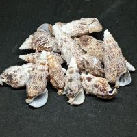 ราคา เปลือกหอย หนอนอินเดีย บ้านของน้องปูเสฉวน ตกแต่งตู้ปลา งาน DIY งานสะสม100กรัม (4844416593)