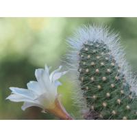 ราคา รีบูเทีย แคคตัส ดอกสีขาว rebutia cactus (5977457338)