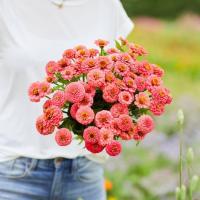 ราคา 100 เมล็ด ดอกบานชื่น บานชื่นหนู บานชื่นฝรั่ง กระดุม ดอกเล็ก Zinnia Seeds สีโอรส (26992557340)