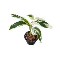 ราคา ต้นสาคูด่าง ต้นไม้ด่าง กระถาง 8 นิ้ว (13452383665)