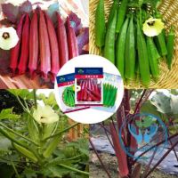 ราคา เมล็ดพันธุ์ ( Okra Seed ) กระเจี๊ยบ เขียว กระเจี๊ยบแดง กระเจี๊ยบมอญเขียว กระเจี๊ยบมอญแดง 50 - 120 เมล็ด (23146965195)