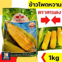 ราคา SN [1kg][LOT EXP 1/69] เมล็ดพันธุ์ ศรแดง ข้าวโพดหวาน ข้าวโพด ลูกผสม จัมโบ้สวีท หวาน ปลูกง่าย 1KG (40303322396)
