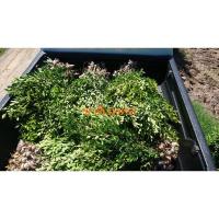 ราคา กิ่งตอนไทรเกาหลี​พร้อมปลูก​ สูง​ 80-100ซม. (17478460425)