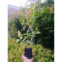 ราคา คริสติน่า จัดเซต20-30ต้น ปลูกประดับเเนวรั้ว (4771719538)