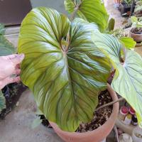 ราคา ฟิโลเดรนดรอน พราวมณี (29177563185)