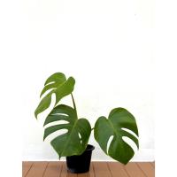 ราคา มอนสเตอร่า ไม้ฟอกอากาศ Monstera borsigiana กระถาง 6 นิ้ว มอนราคาถูก (41022226776)