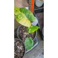 ราคา บอนหูช้างด่างเหลือง/หูช้างด่างเหลือง/อโลคาเซียหูช้างด่างเหลือง (4787088635)