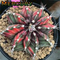 ราคา ❤️❤️มีส่งด่วน❤️❤️ยิมโน โคลน Mercury/Cactus /Gymno/Gymnocalycium/แคคตัส/ยิมโนด่าง/ไม้ชำหน่อ​ (40024937785)