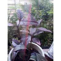 ราคา ใบนากสูงเกิน6นิ้ว ส่ง1ต้นหุ้มวัสดุปลูก (3863063718)