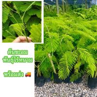 ราคา ต้นชะอมไร้หนาม ขนาด 40-50ซม. พน้อมปลูก เก็บยอด หมดปัญหาหนามกวนใจ เก็บง่าย มีกลิ่นเป็นเอกลักษณ์ (49550508793)