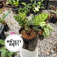 ราคา คล้าแววมยุรา Calathea makoyana E.Morren (8286729178)