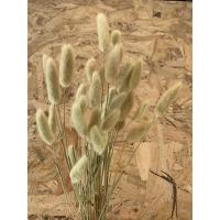 ราคา หญ้าหางกระต่าย ดอกหางกระต่าย ดอกไม้แห้ง หญ้าแห้ง ใช้ปักแจกัน หรือตกแต่งบ้าน แต่คาเฟ่ ร้านอาหาร พร้อมส่ง (21012766679)