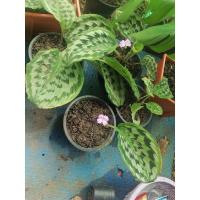 ราคา คล้านกคุ้ม ว่านนกคุ้ม (11247656874)