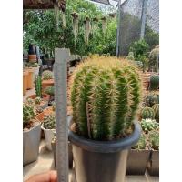 ราคา กระบองเพชรดาวล้อมเดือน ต้นใหญ่ (23132374495)