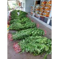 ราคา กิ่งพันธุ์ฝรั่ง กิ่งกิมจู กิ่งตอนฝรั่งกิมจู 90 กิ่ง 1350 บาท (20814170429)