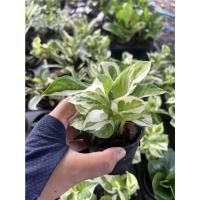 ราคา ต้นพลูงาช้าง พลูงาช้าง กระถาง 3 นิ้ว ไม้ด่าง สวยๆ (11168160853)