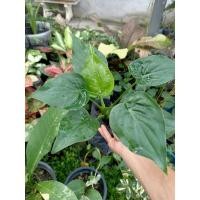 ราคา Alocasia cucullata l ว่านนางกวัก กวักใบโพธิ์ (ต้นเล็ก) (21921336287)
