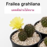 ราคา เฟเรีย กาเรียน่า (Frailea grahliana) (41875031962)