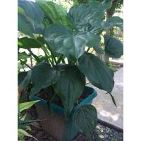 ราคา ว่านนางกวักใบโพธิ์ ต้นไม้มงคล (8979386204)