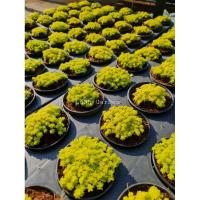 ราคา ต้นแพรทอง กระถาง 4" (6976392837)