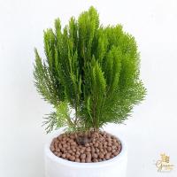 ราคา สนแผง ไม้แดดต้นไม้ประดับสวยงาม✨ (14730186339)