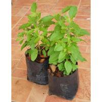 ราคา ต้นกระเพรา ต้นกล้ากระเพรา พร้อมปลูกลงดิน ในกระถาง ต้นละ 35 บาท (23652097827)