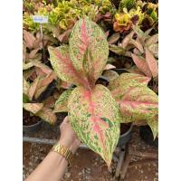 ราคา ต้นกวักทรัพย์ เพชรชมพู ไม้มงคลปลูกหน้าบ้าน (6548899001)