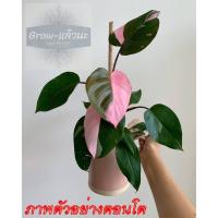 ราคา ต้น Philodendron Pink Princess (ไม้อนุบาลพร้อมปลูก) (5462576292)