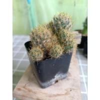 ราคา กระบองเพชร แมมเม็ดพริก ดอกขาว cactus (13193596150)