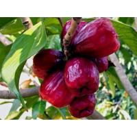 ราคา ต้นชมพู่มะเหมี่ยว เพาะเม็ดลูกใหญ่ (18989746081)