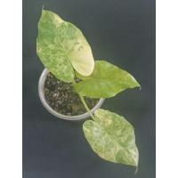 ราคา หูช้างด่างเหลือง บอนหูช้างด่างเหลือง Alocasia gageana aurea variegated (10789556290)