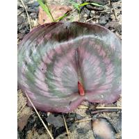 ราคา เปราะหอมป่า 4ชนิด หัว,ต้น(ให้เลือก) เปราะป่า ว่านตูบหมูบ เปราะเขา สมุนไพร เปราะหอม เสน่ห์จันทร์หอม (14194904801)