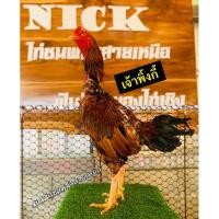 ราคา ไข่ไก่ชนพม่า ไข่เชื้อ ขายเป็นชุดเฉลี่ยฟองละ80฿ “พ่อพันธุ์เจ้าเยียร์พิ้งกี้”สายพม่าเหลี่ยมลีลาม้าล่อสั้น (16861562138)