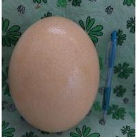 ราคา เปลือกไข่นกกระจอกเทศ. (23069561150)