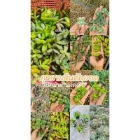 ราคา ใบกุหลาบหิน กุหลาบหินราคาถูก ยอดกุหลาบหินตัดสด กุหลาบหินสำหรับชำ มือใหม่ชำง่ายมาก พร้อมส่ง (4775920699)