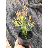 ราคา สนหอมไล่ยุง ไม้มงคล ไล่ยุงได้ (19992720756)