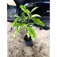 ราคา ต้นมั่งมีด่าง เป็นไม้มงคล (20448855328)