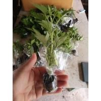 ราคา ต้นกล้าจิงจูฉ่ายชำถ้วย 200 ต้น (9128622328)