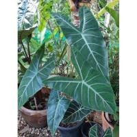 ราคา ว่านพญางูจงอาง #พญาจงอาง #บอน (6154963774)